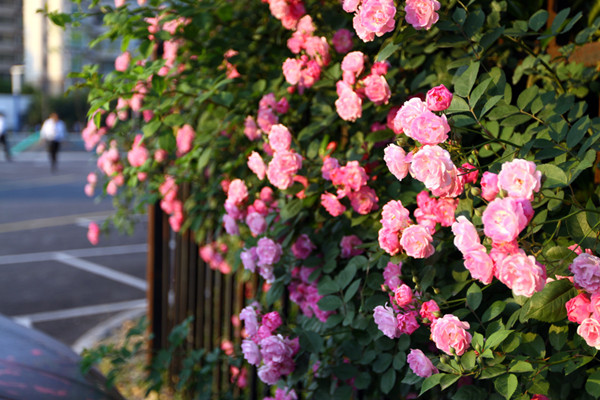 別墅花園設(shè)計(jì)